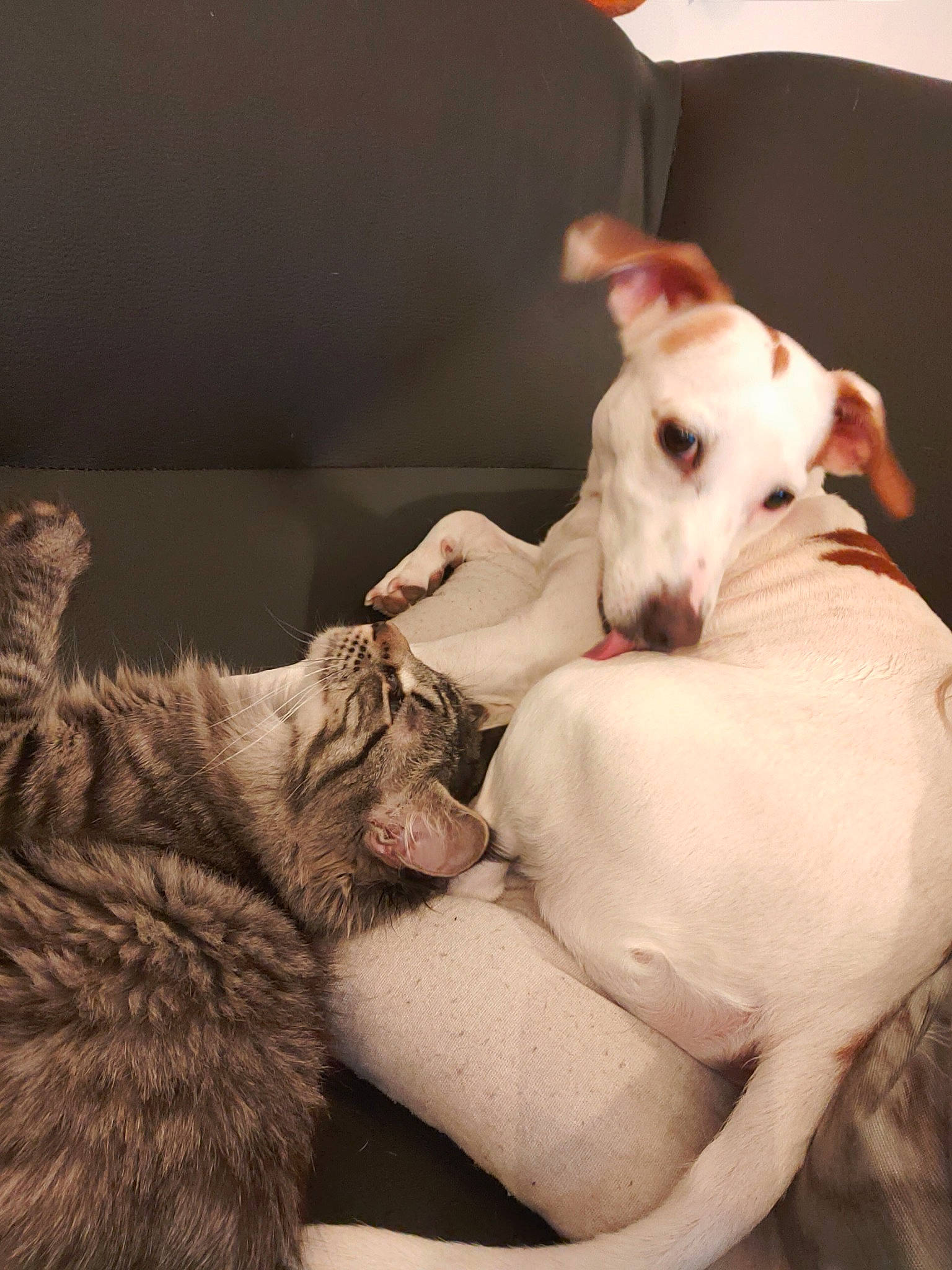 Ange participe au concours pour gagner de l'argent avec cette photo : canidae, carnivore, comfort, companion_dog, dog, dog_breed, dog_supply, fawn, felidae, fur, gesture, magyar_agar, paw, sighthound, small_to_medium_sized_cats, snout, sporting_group, tail, whiskers, working_animal