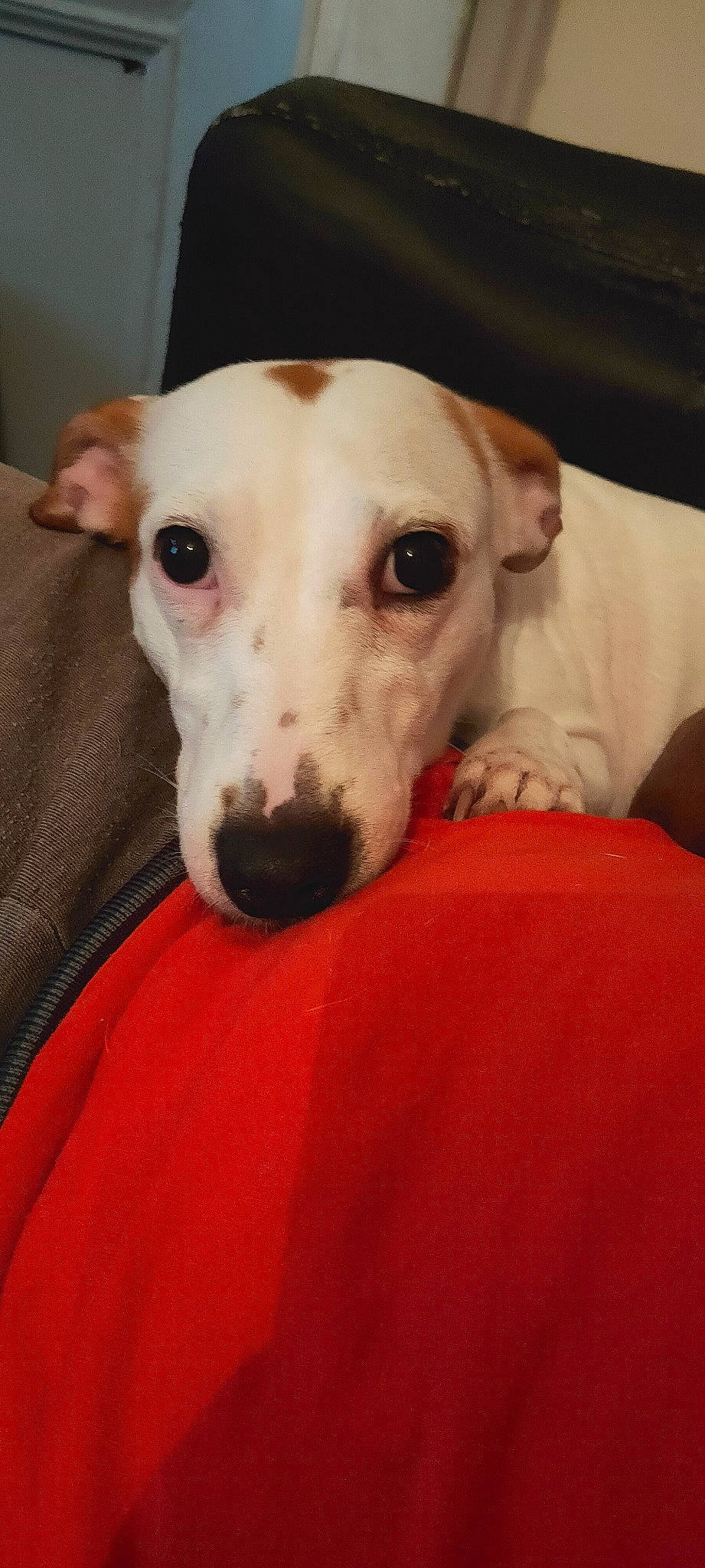 Ange participe au concours pour gagner de l'argent avec cette photo : canidae, carnivore, companion_dog, dog, dog_breed, galgo_espanol, greyhound, italian_greyhound, lurcher, magyar_agar, mammal, polish_greyhound, rare_breed_dog, sighthound, sloughi, snout, vertebrate, whippet, whiskers