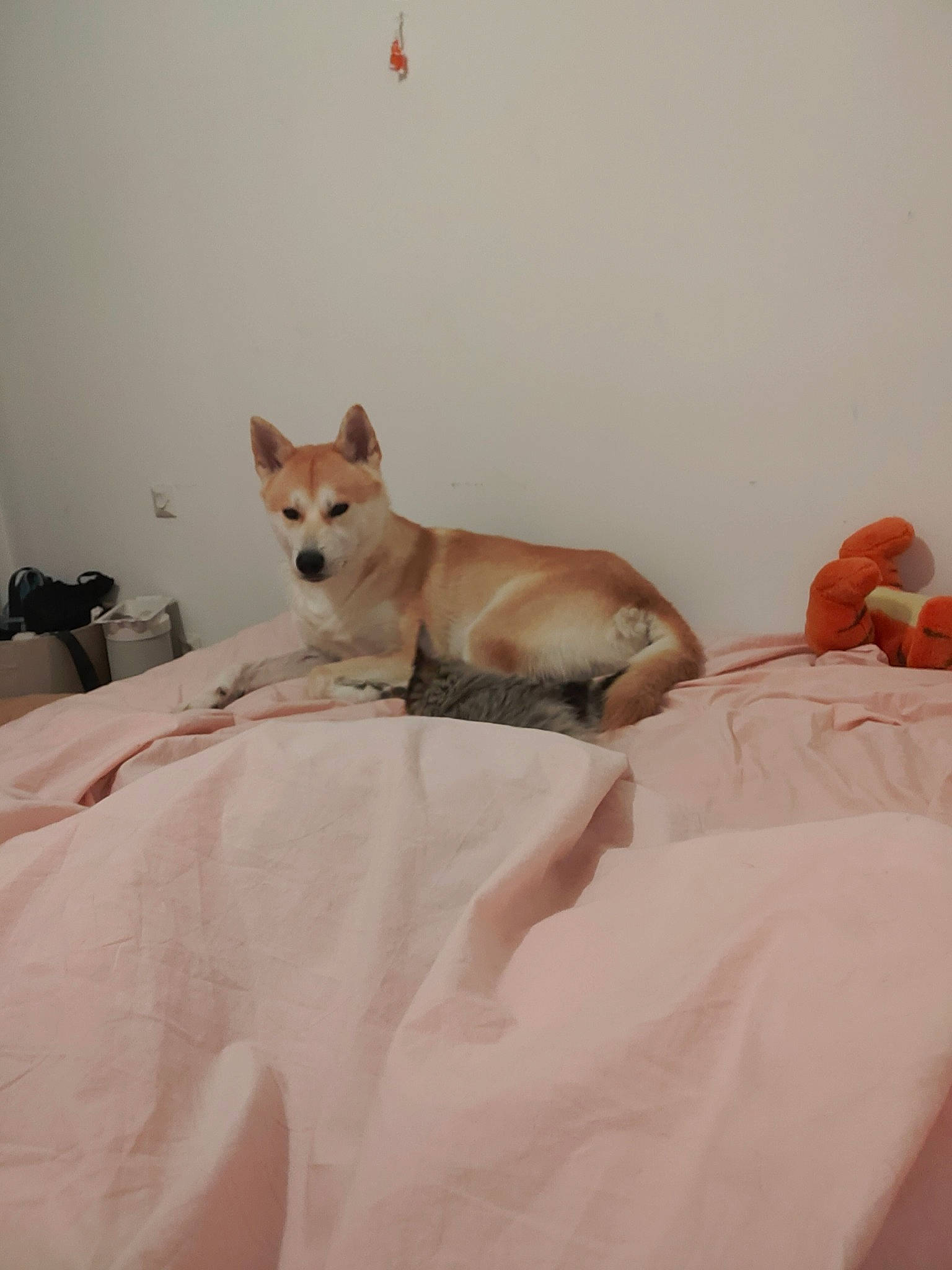 Aiko a rejoint le concours — aidez-le/la à gagner de superbes lots ! bed, bed_sheet, bedding, bedroom, canidae, carnivore, comfort, companion_dog, dog, dog_breed, fawn, flooring, hardwood, linens, snout, spitz, sporting_group, tail, wood, working_animal