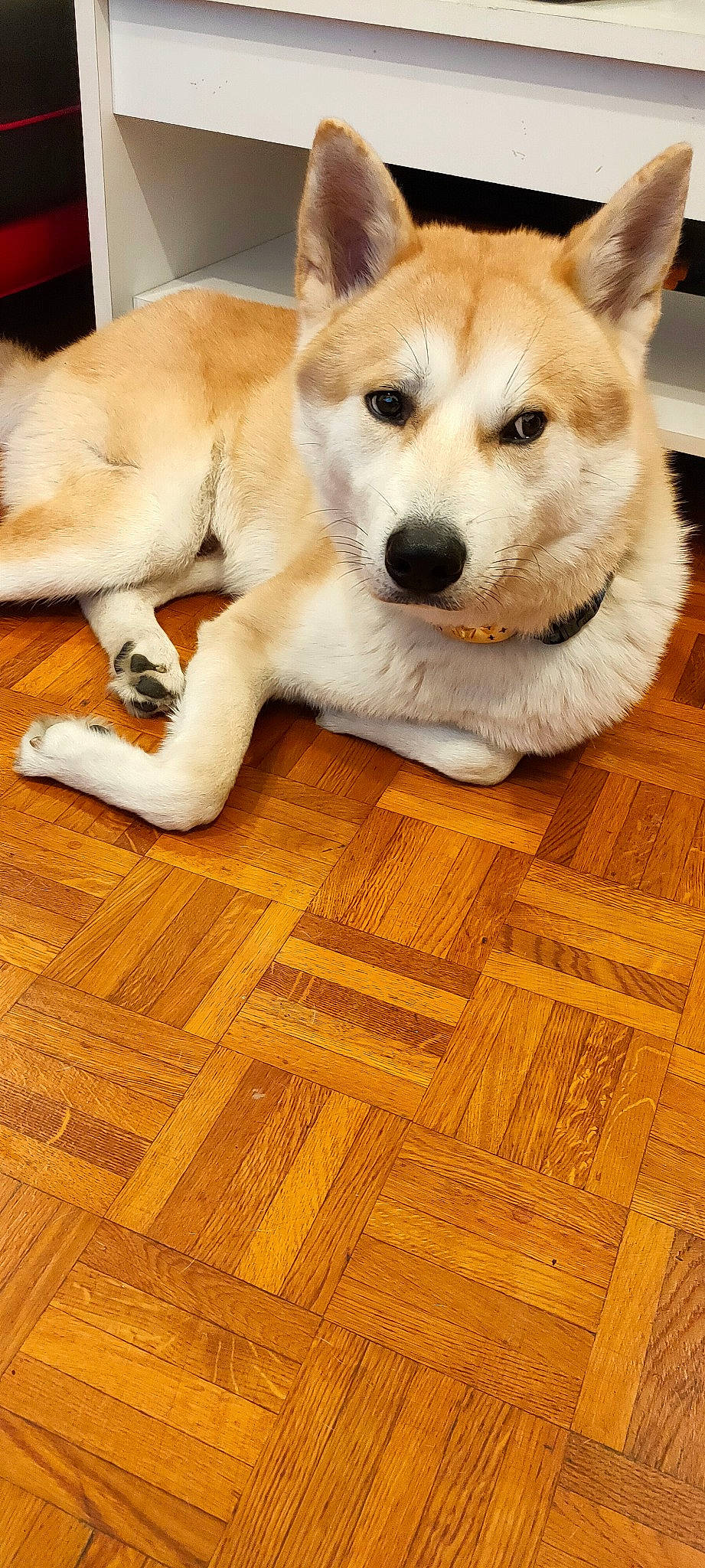 Aiko a rejoint le concours — aidez-le/la à gagner de superbes lots ! carnivore, companion_dog, dog, dog_breed, fawn, floor, flooring, fur, hardwood, laminate_flooring, plank, snout, sporting_group, tail, varnish, whiskers, wood, wood_flooring, wood_stain, working_animal