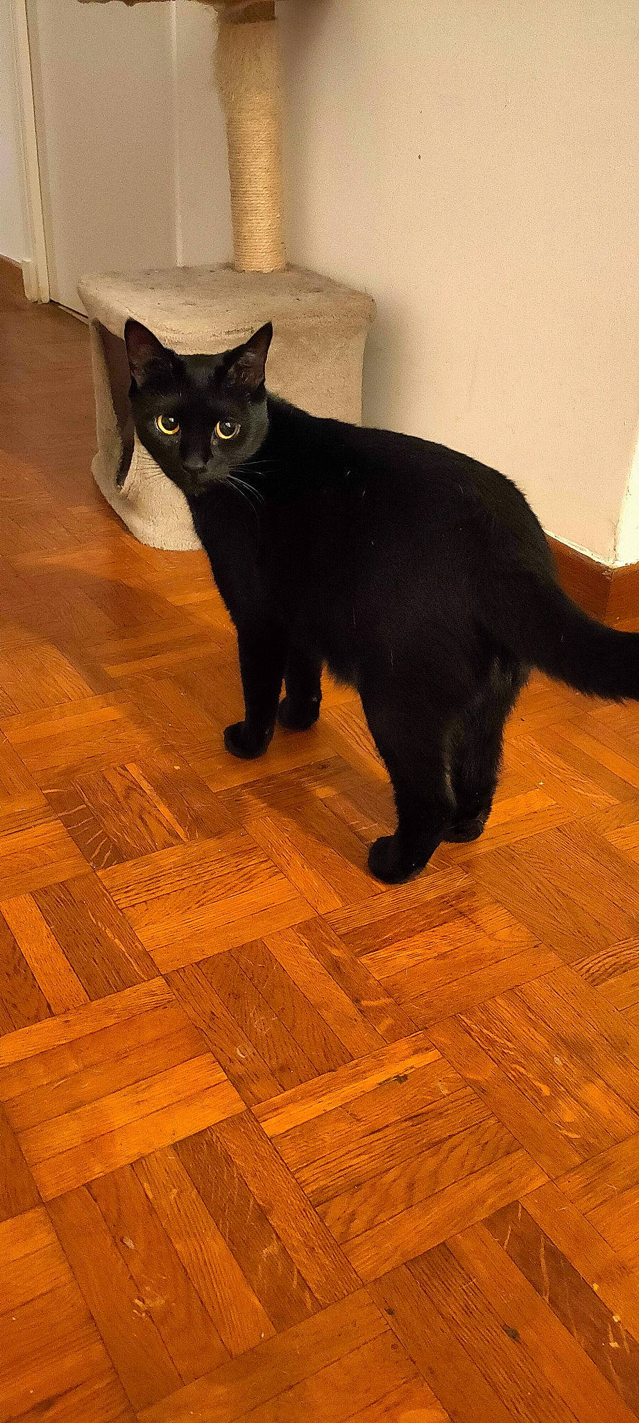 Chipie participe au concours pour gagner de l'argent avec cette photo : black_cat, brown, carnivore, cat, domestic_short_haired_cat, felidae, floor, flooring, hardwood, laminate_flooring, mammal, small_to_medium_sized_cats, snout, tail, terrestrial_animal, varnish, whiskers, wood, wood_flooring, wood_stain