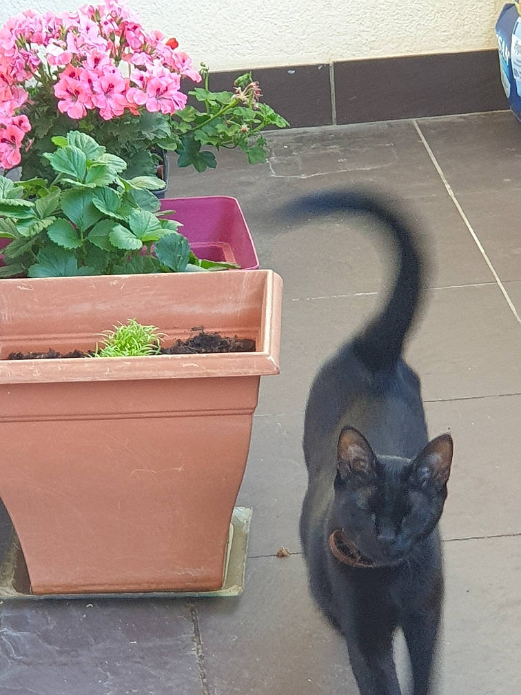 Chipie participe au concours pour gagner de l'argent avec cette photo : black_cat, carnivore, cat, cyclamen, domestic_short_haired_cat, felidae, flower, flowerpot, herb, herbaceous_plant, houseplant, plant, small_to_medium_sized_cats, tail