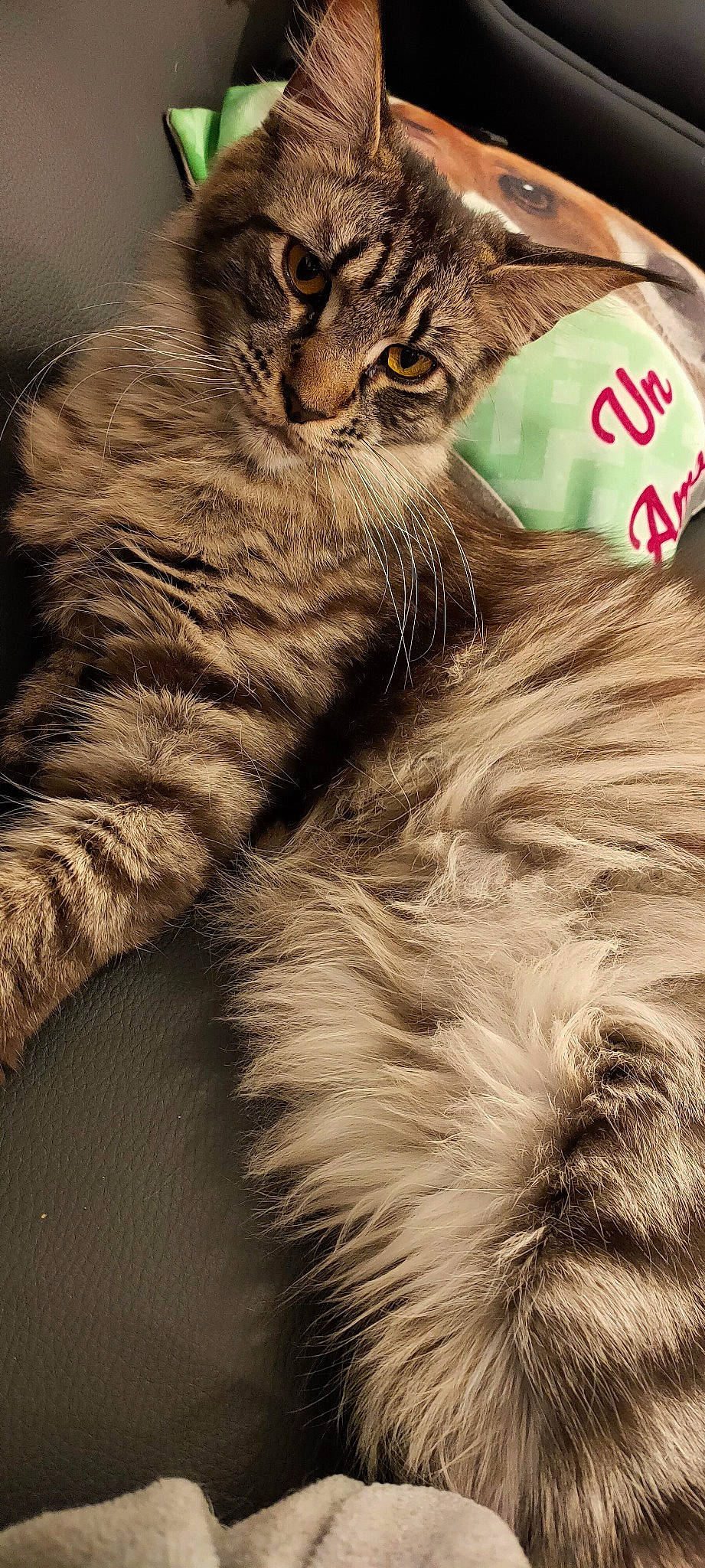 Gucci a rejoint le concours — aidez-le/la à gagner de superbes lots ! carnivore, cat, close_up, domestic_short_haired_cat, fashion_accessory, feather, felidae, fur, fur_clothing, grass, hat, mammal, natural_material, paw, small_to_medium_sized_cats, snout, tail, terrestrial_animal, vertebrate, whiskers