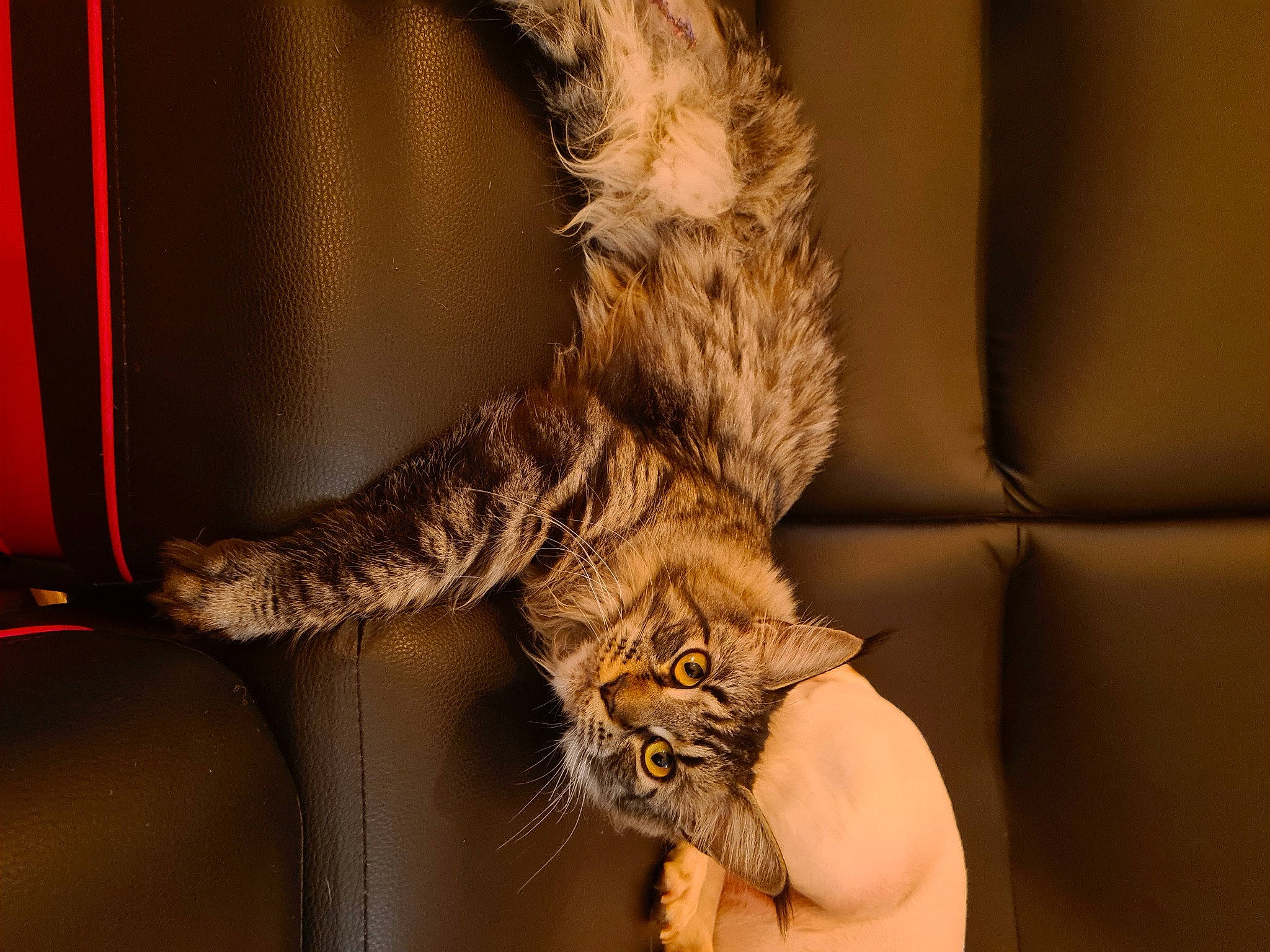 Gucci a rejoint le concours — aidez-le/la à gagner de superbes lots ! carnivore, cat, claw, comfort, domestic_short_haired_cat, fawn, felidae, fur, hand, paw, rope, small_to_medium_sized_cats, snout, tail, terrestrial_animal, twig, whiskers, wildlife, window, wood