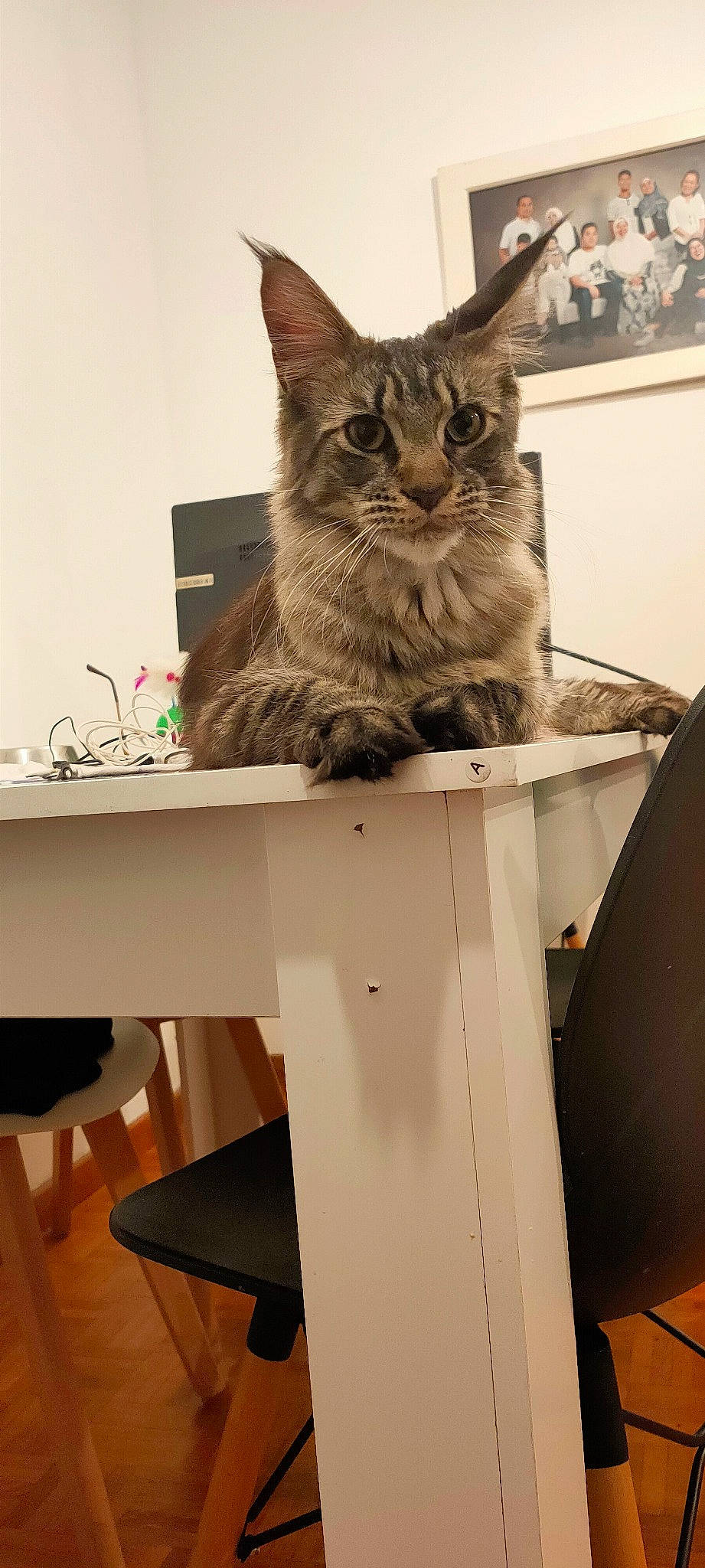 Gucci a rejoint le concours — aidez-le/la à gagner de superbes lots ! art, box, carnivore, cat, computer_desk, desk, domestic_short_haired_cat, felidae, fur, office_supplies, personal_computer, refrigerator, shelf, shelving, small_to_medium_sized_cats, snout, table, tail, whiskers, writing_desk