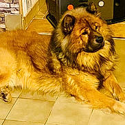 Lucky participe au concours pour gagner de l'argent avec cette photo : dog, canine, pet, fluffy, fur, indoor, floor, tile, resting, lying_down, brown, golden, animal, companion, heater, wall, paws, ears, snout, relaxed