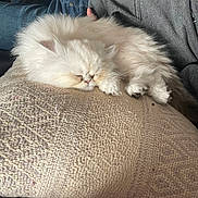 Loustic a rejoint le concours — aidez-le/la à gagner de superbes lots ! kitten, cat, sleeping, fluffy, white, pillow, textured, indoor, cozy, resting, pet, animal, cute, fur, relaxation, soft, comfort, person, clothing, casual