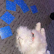 Loustic participe au concours pour gagner de l'argent avec cette photo : animal, blue_cards, carpet, cat, collar, cozy, cute, domestic, feline, fluffy, indoor, paws, pet, relaxed, resting, sleeping, soft, star_pattern, whiskers, white_cat