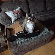 Jack joined the competition — help win amazing prizes! cat, box, living_room, sofa, couch, pillow, throw_blanket, floor, wood_floor, pet, feline, indoor, cozy, home, furniture, tabby_cat, curious, sitting, brown_cat, relaxed