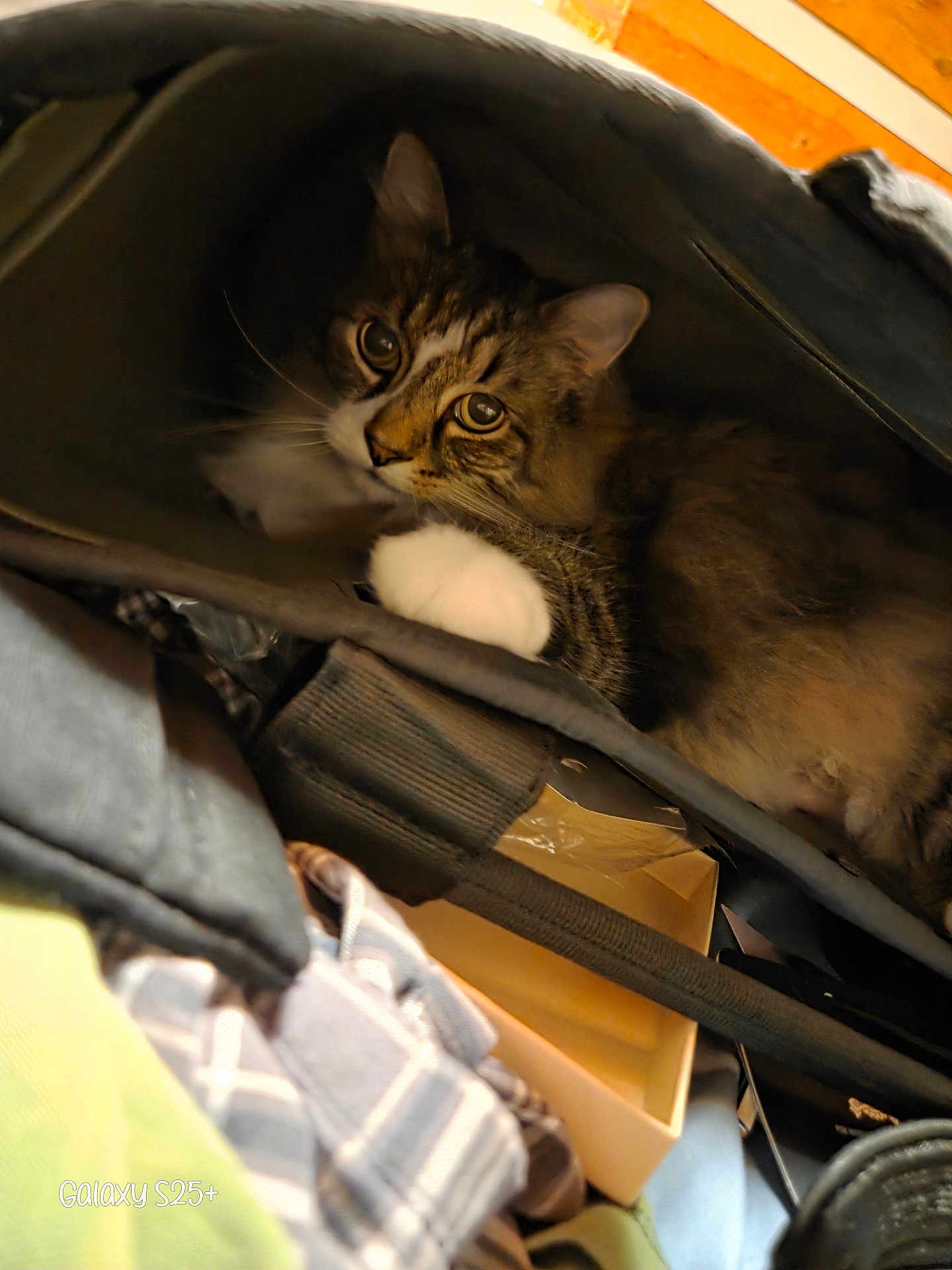 Jack joined the competition — help win amazing prizes! cat, tabby_cat, pet, animal, fur, whiskers, ears, eyes, paws, bag, fabric, soft, cozy, indoor, curious, hideout, clutter, brown, black, white
