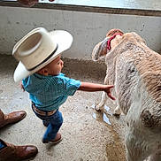 Jose Maria joined the competition — help win amazing prizes! child, cowboy_hat, calf, animal, barn, child_walking, boots, plaid_shirt, blue_jeans, belt, concrete_floor, person, adult_face, glasses, petting, young_child, livestock, indoor, curious, interaction