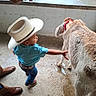 child, cowboy_hat, calf, animal, barn, child_walking, boots, plaid_shirt, blue_jeans, belt, concrete_floor, person, adult_face, glasses, petting, young_child, livestock, indoor, curious, interaction