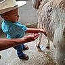 Jose Maria joined the competition — help win amazing prizes! child, boy, cowboy_hat, boots, goat, animal, barn, hand, curious, petting, blue_shirt, jeans, outdoor, concrete_floor, water_puddle, gentle, interaction, farm, young, rustic