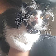 Lola joined the competition — help win amazing prizes! animal, arm, black_and_white, cat, close_up, collar, curious, cute, domestic_animal, feline, fur, house, indoor, leopard_print, looking_up, mammal, pet, resting, soft_light, whiskers