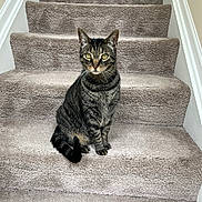 Pete is registered to the contest to win money with this photo: cat, tabby_cat, pet, animal, sitting, staircase, carpet, indoors, portrait, centered, striped_fur, whiskers, green_eyes, pointed_ears, tail, home, stairway, carpeted_steps, alert, photography