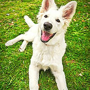 Aria a rejoint le concours — aidez-le/la à gagner de superbes lots ! dog, white_dog, grass, happy, playful, pet, animal, ears, smiling, outdoor, nature, tongue, lying_down, canine, friendly, fur, muzzle, summer, greenery, tongue_out