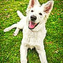 dog, white_dog, grass, happy, playful, pet, animal, ears, smiling, outdoor, nature, tongue, lying_down, canine, friendly, fur, muzzle, summer, greenery, tongue_out