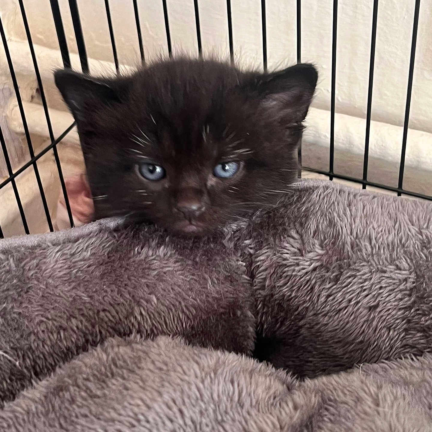 Nala joined the competition — help win amazing prizes! animal, black_cat, blanket, blue_eyes, cage, closeup, cozy, curious, cute, face, fur, furry, indoor, kitten, pet, resting, small, soft, whiskers, young