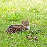 cat, cats, tabby_cat, feline, animal, pet, outdoor, grass, garden, wildlife, lying_down, sitting, relaxed, striped_fur, whiskers, ears, face, stone_wall, greenery, nature