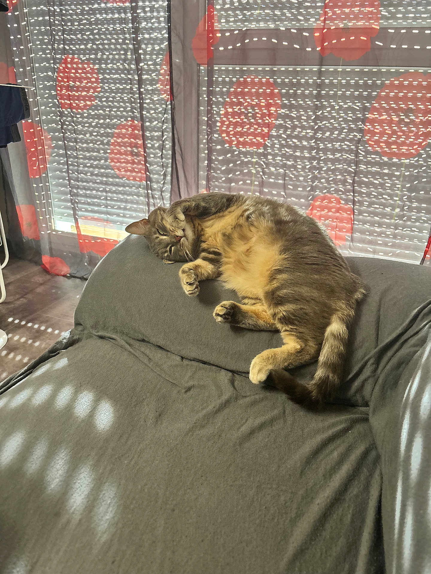 Mimi a rejoint le concours — aidez-le/la à gagner de superbes lots ! animal, cat, comfort, couch, cozy, curtains, domestic_cat, feline, floral_pattern, fur, gray, home, indoor, lazy, pet, relaxing, resting, sunlight, tabby_cat, window