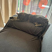 Mimi participe au concours pour gagner de l'argent avec cette photo : cat, couch, cozy, curtain, curtains, domestic_animal, flower_pattern, furniture, gray_cat, home, indoor, living_room, pet, relaxing, resting, sleeping, soft_light, sunlight, tail, window