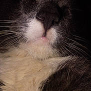 Chunky is registered to the contest to win money with this photo: animal, black_and_white, cat, close_up, cozy, cute, feline, fur, indoors, mouth, muzzle, nose, pet, portrait, sleeping, snout, soft, texture, whisker_pad, whiskers