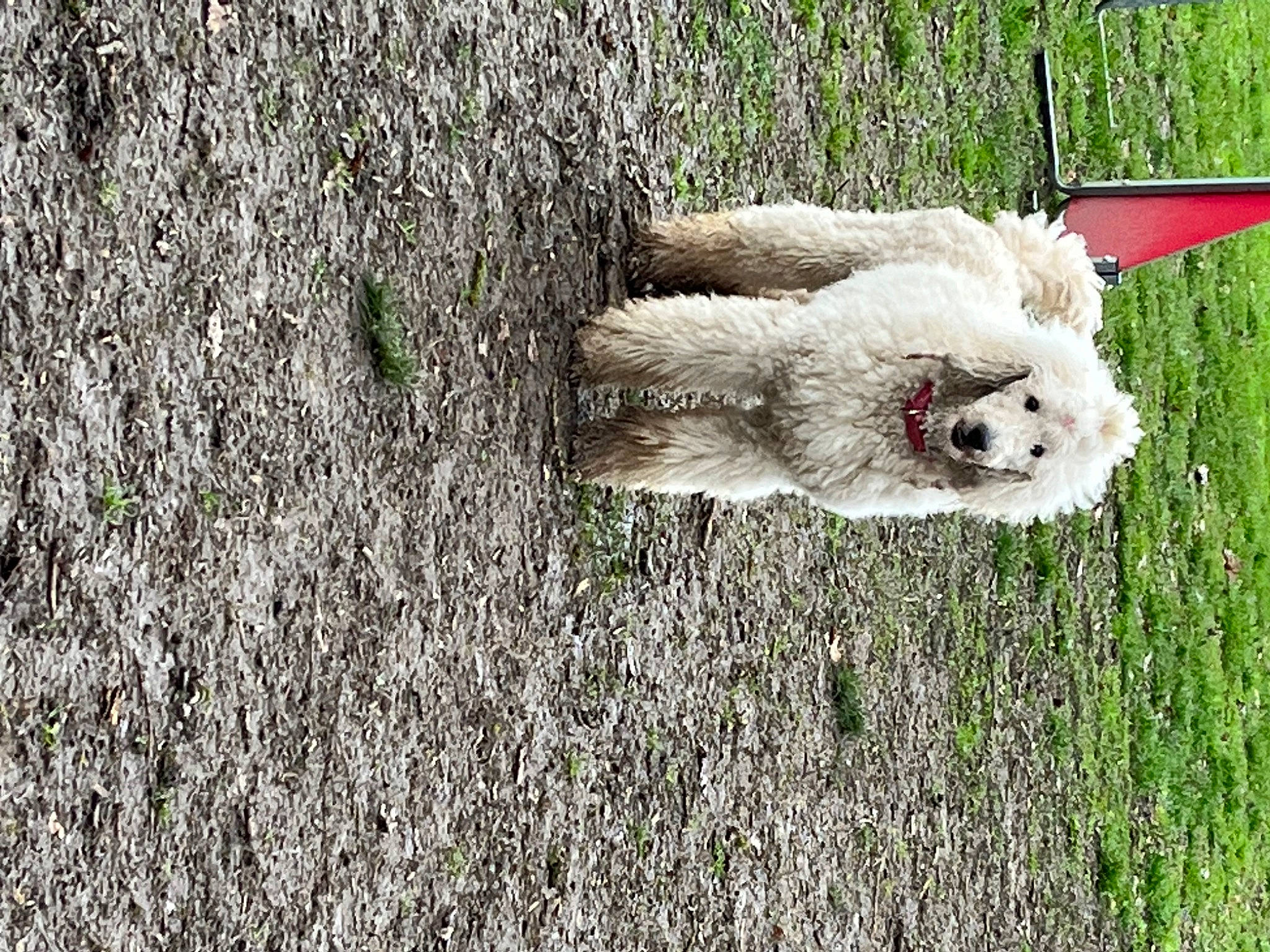 Rose a rejoint le concours — aidez-le/la à gagner de superbes lots ! alpaca, beak, canidae, carnivore, companion_dog, dog, dog_breed, fawn, fur, grass, labradoodle, plant, poodle, sheep, sporting_group, terrier, toy_dog, tree, trunk