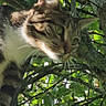 Cookie participe au concours pour gagner de l'argent avec cette photo : cat, tabby, animal, pet, tree, branches, leaves, outdoor, nature, portrait, closeup, fur, whiskers, eyes, ears, striped, climbing, perched, sunlight, vertical_photo