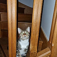 Cookie a rejoint le concours — aidez-le/la à gagner de superbes lots ! cat, tabby, kitten, animal, pet, staircase, wood, wooden_banister, indoors, home, portrait, sitting, looking_at_camera, green_eyes, whiskers, ears, striped_fur, white_chest, paws, flash_photography