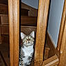 cat, tabby, kitten, animal, pet, staircase, wood, wooden_banister, indoors, home, portrait, sitting, looking_at_camera, green_eyes, whiskers, ears, striped_fur, white_chest, paws, flash_photography