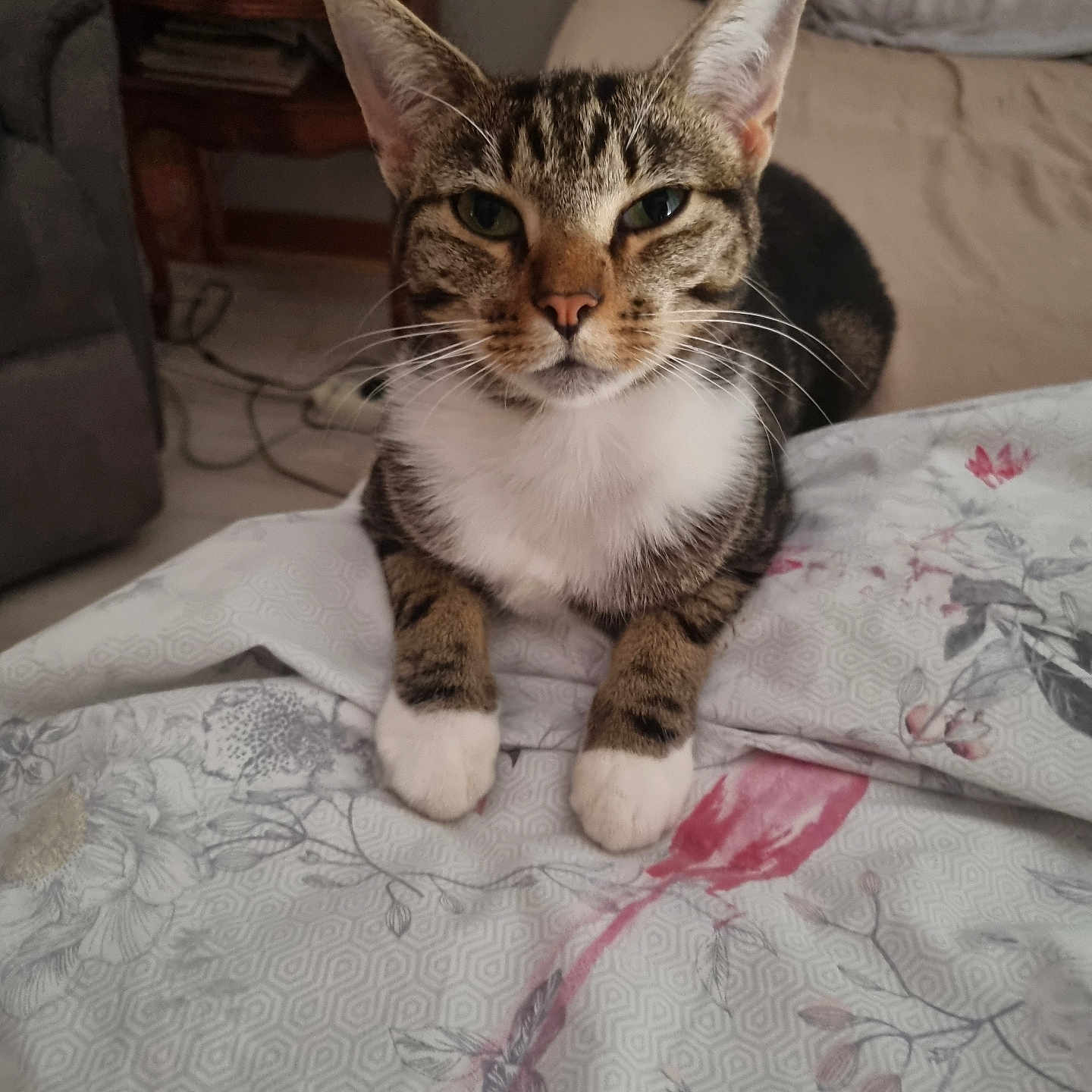 Cookie participe au concours pour gagner de l'argent avec cette photo : cat, tabby_cat, pet, animal, feline, portrait, sitting, bed, bedroom, blanket, floral, white_paws, whiskers, ears, green_eyes, striped_fur, indoor, home, furniture, closeup