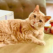 Millie is registered to the contest to win money with this photo: cat, orange_tabby, feline, pet, indoor, lounging, curious, fur, whiskers, ears, table, blurred_background, couch, jar, container, cozy, relaxed, domestic_animal, closeup, portrait