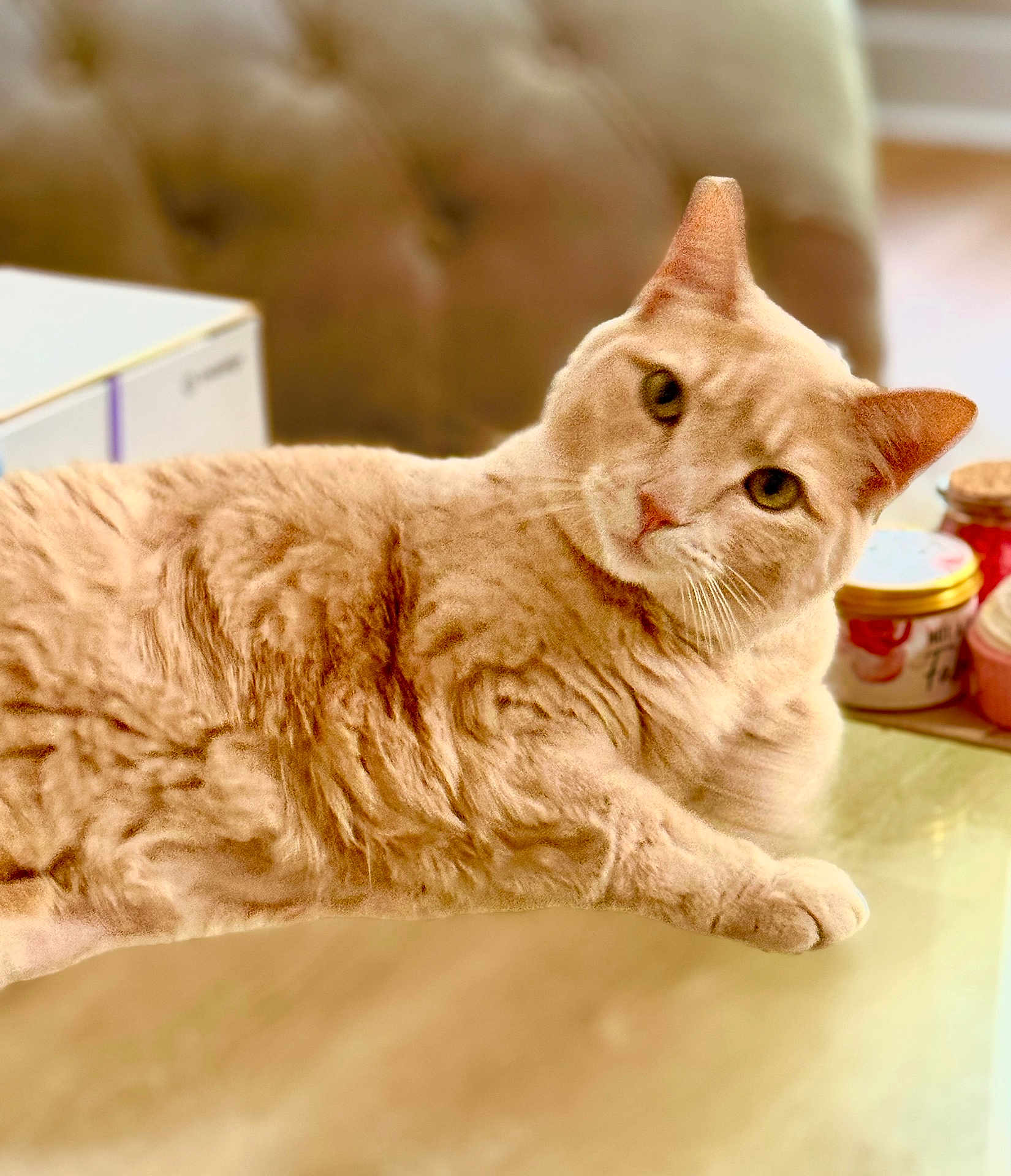 Millie is registered to the contest to win money with this photo: cat, orange_tabby, feline, pet, indoor, lounging, curious, fur, whiskers, ears, table, blurred_background, couch, jar, container, cozy, relaxed, domestic_animal, closeup, portrait