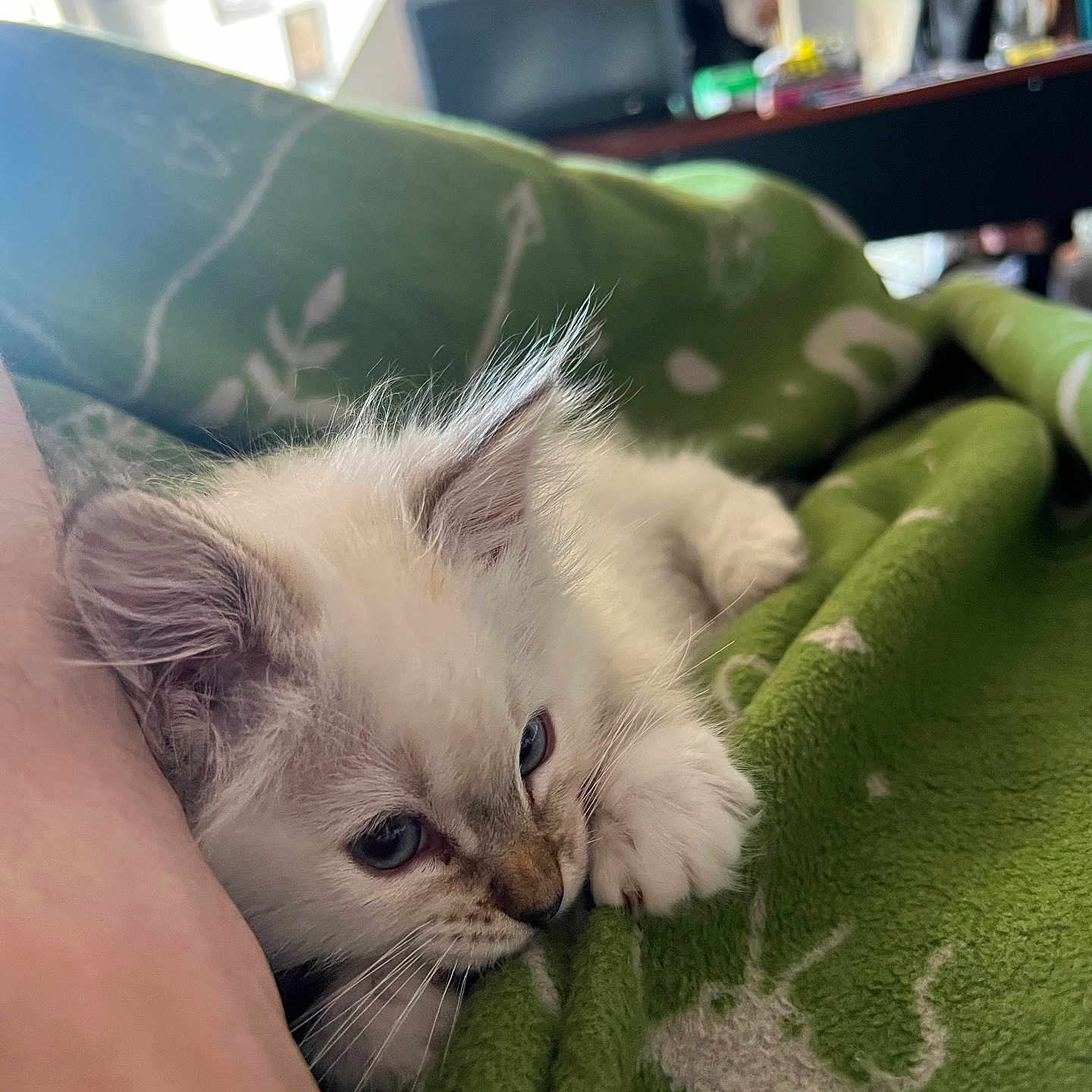 Lady joined the competition — help win amazing prizes! animal, blanket, cat, chair, computer, computerhardware, couch, electronics, furniture, hardware, indoors, kitten, laptop, monitor, pc, person, pet, screen, siamese, sleeping