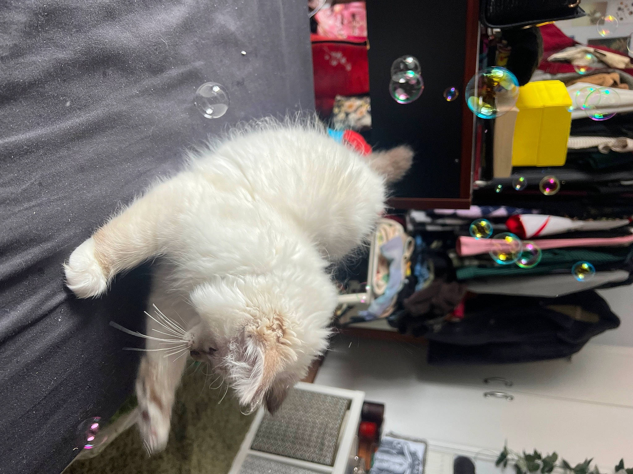 Lady joined the competition — help win amazing prizes! canidae, carnivore, claw, companion_dog, dog_breed, event, fawn, felidae, fur, laptop, paw, room, small_to_medium_sized_cats, sporting_group, tail, whiskers