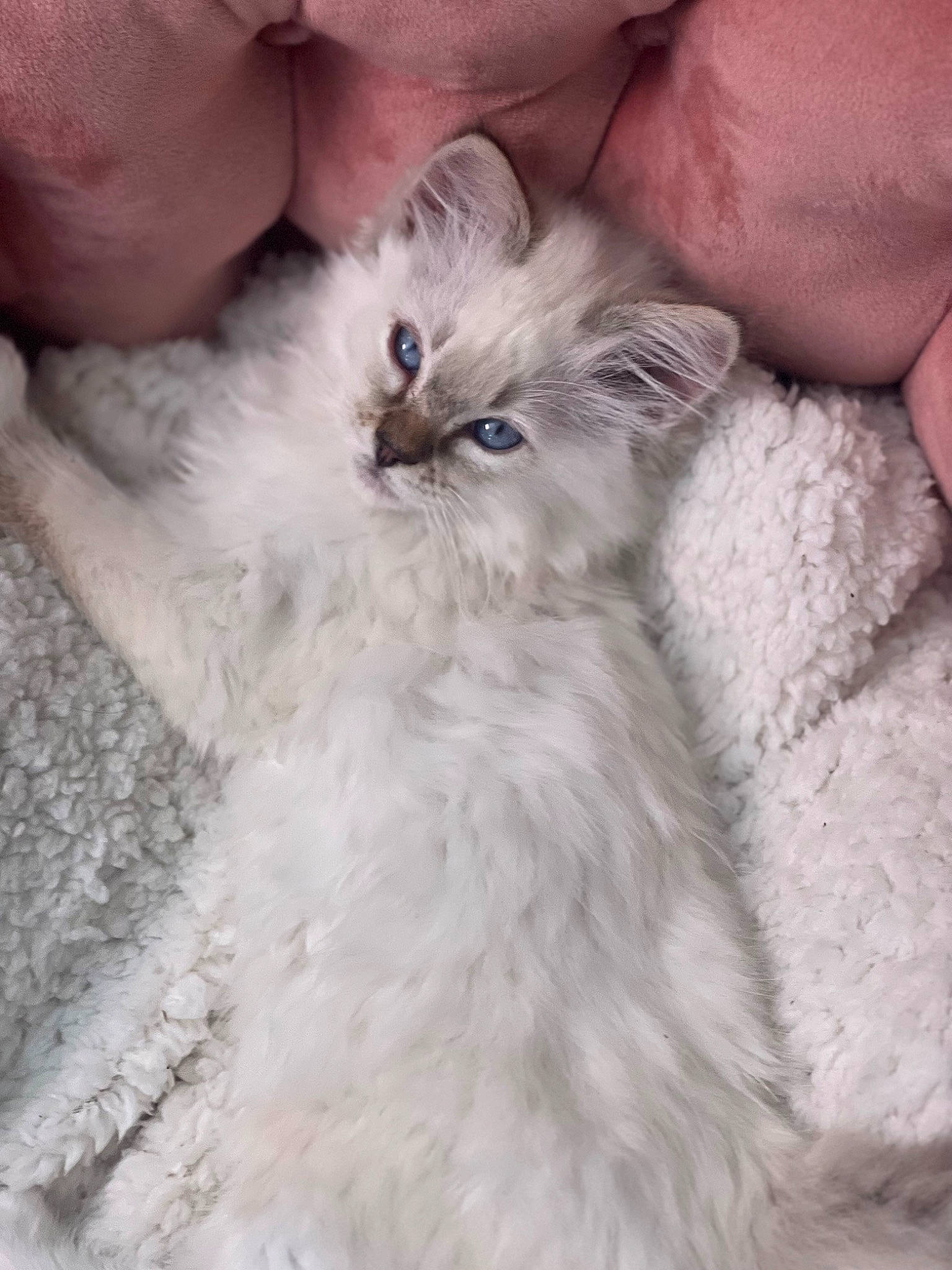 Lady is registered to the contest to win money with this photo: abdomen, british_longhair, carnivore, cat, claw, comfort, eye, fawn, felidae, fur, gesture, nail, paw, persian, plant, ragdoll, small_to_medium_sized_cats, snout, terrestrial_animal, whiskers