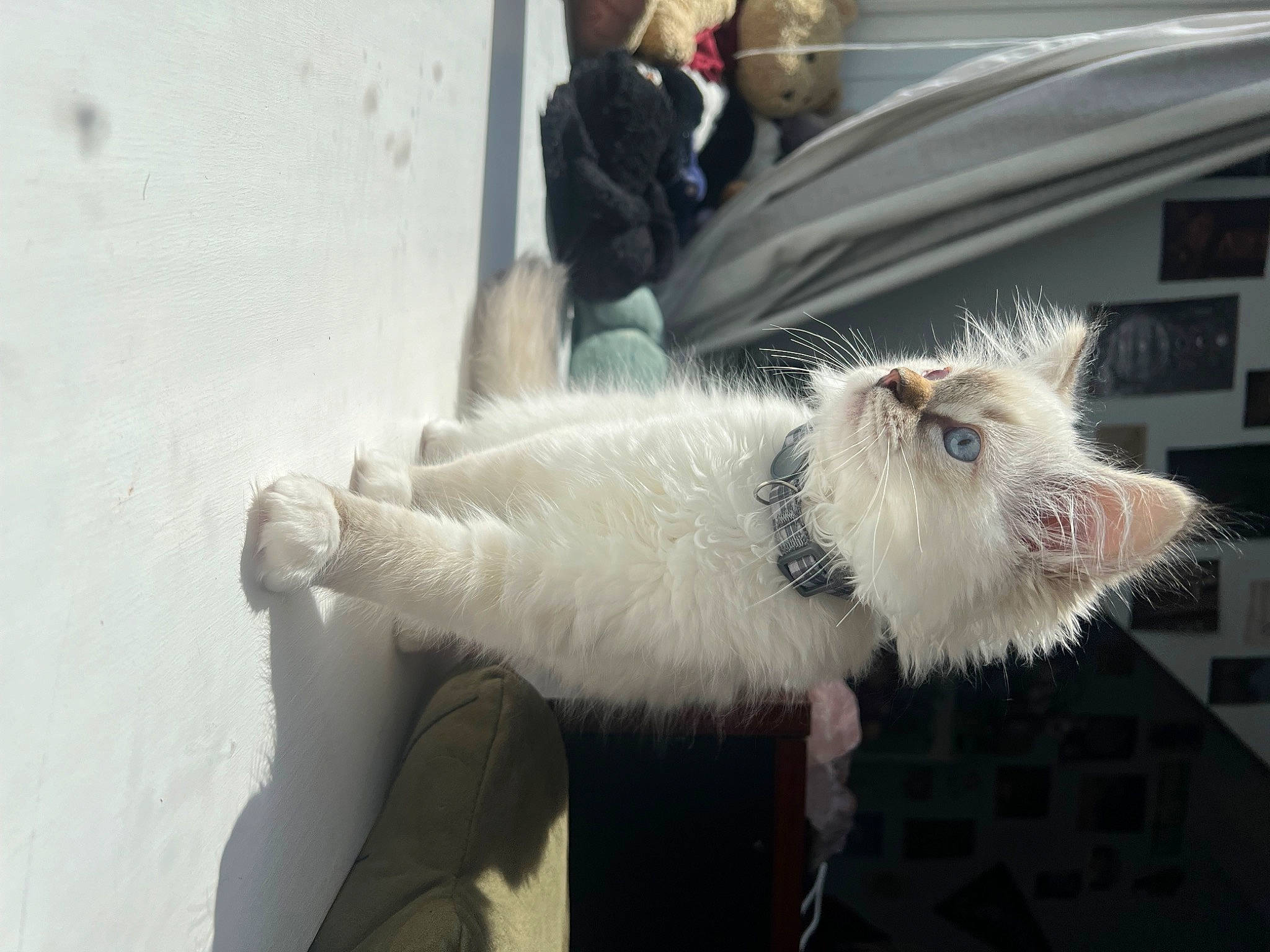 Lady joined the competition — help win amazing prizes! car, claw, fur, marsupial, mustelidae, mustelinae, rodent, snout, tail, terrestrial_animal, vehicle, whiskers, window