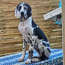 dog, great_dane, harlequin, black_and_white, pet, canine, sitting, portrait, outdoor, backyard, wooden_fence, table, tablecloth, collar, floppy_ears, long_legs, large_dog, spotted_coat, home, daylight