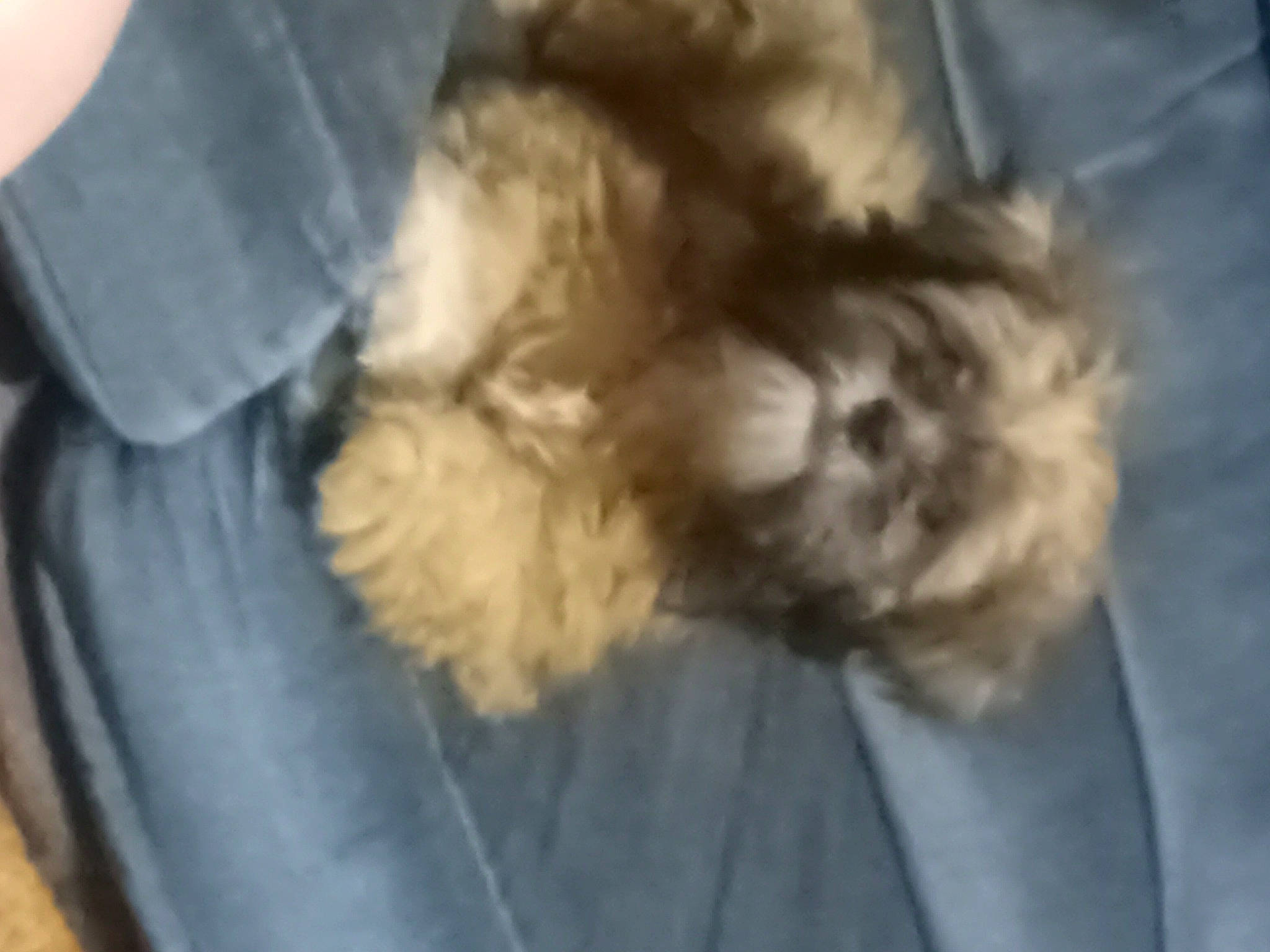 Spikey is registered to the contest to win money with this photo: canidae, carnivore, companion_dog, dog, dog_breed, felidae, flooring, fur, hardwood, liver, mal_shi, non_sporting_group, paw, shih_tzu, sporting_group, tail, terrestrial_animal, toy_dog, whiskers, working_animal