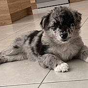 Bella participe au concours pour gagner de l'argent avec cette photo : puppy, dog, indoor, floor, tile, cute, fluffy, laying_down, pet, young, animal, adorable, black_and_white, fur, small, resting, domestic, companion, spot, nose