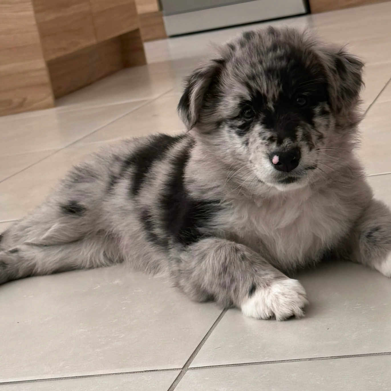Bella participe au concours pour gagner de l'argent avec cette photo : puppy, dog, indoor, floor, tile, cute, fluffy, laying_down, pet, young, animal, adorable, black_and_white, fur, small, resting, domestic, companion, spot, nose