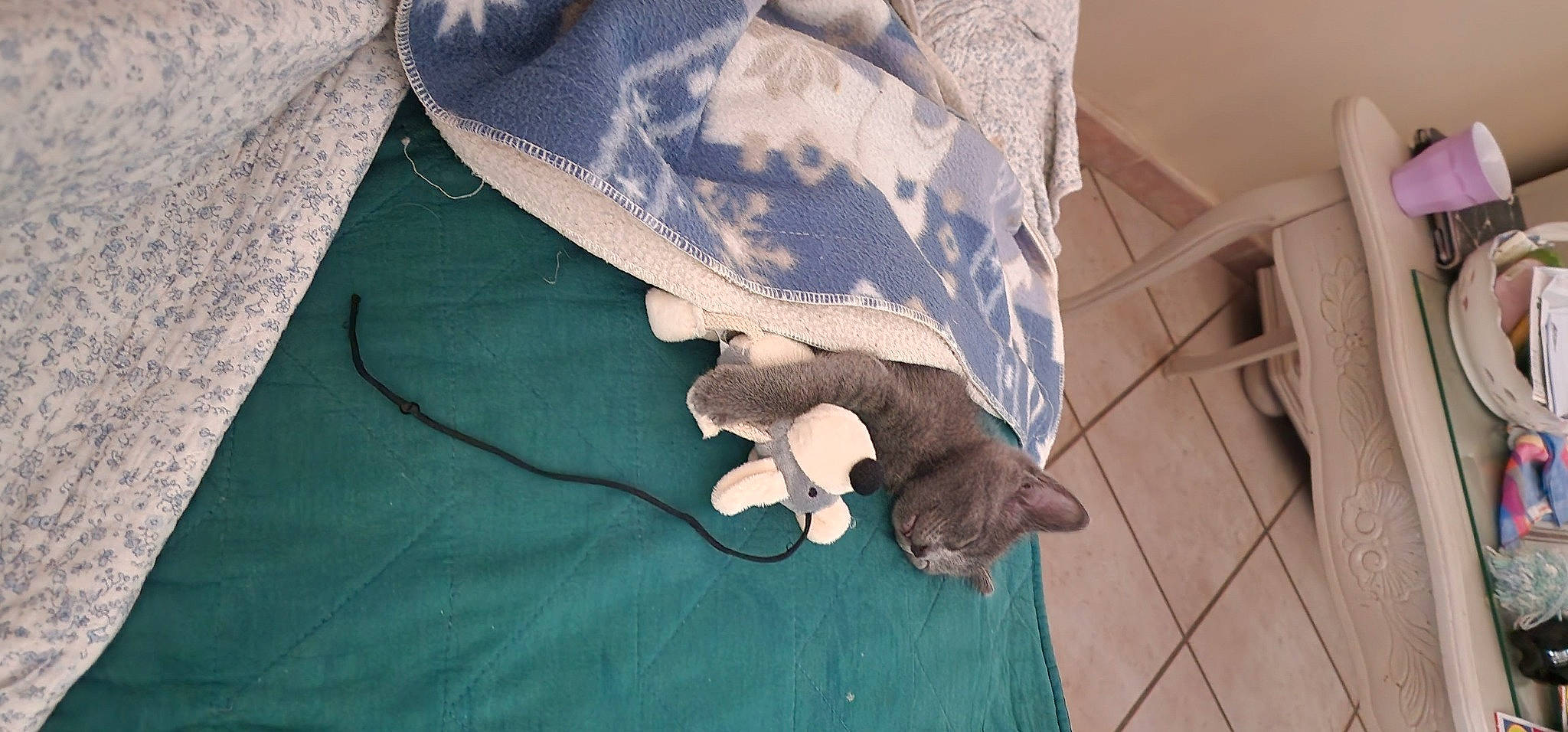 élise a rejoint le concours — aidez-le/la à gagner de superbes lots ! bedding, carnivore, cat, comfort, companion_dog, domestic_short_haired_cat, fawn, felidae, flooring, foot, hardwood, human_leg, linens, pattern, room, sleeve, small_to_medium_sized_cats, tints_and_shades, whiskers, wood