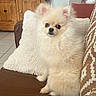 dog, pomeranian, fluffy, couch, pillow, indoor, pet, brown, cream, fur, small_dog, wooden_cabinet, home_decor, tile_floor, cute, sitting, animal, companion, living_room, cozy