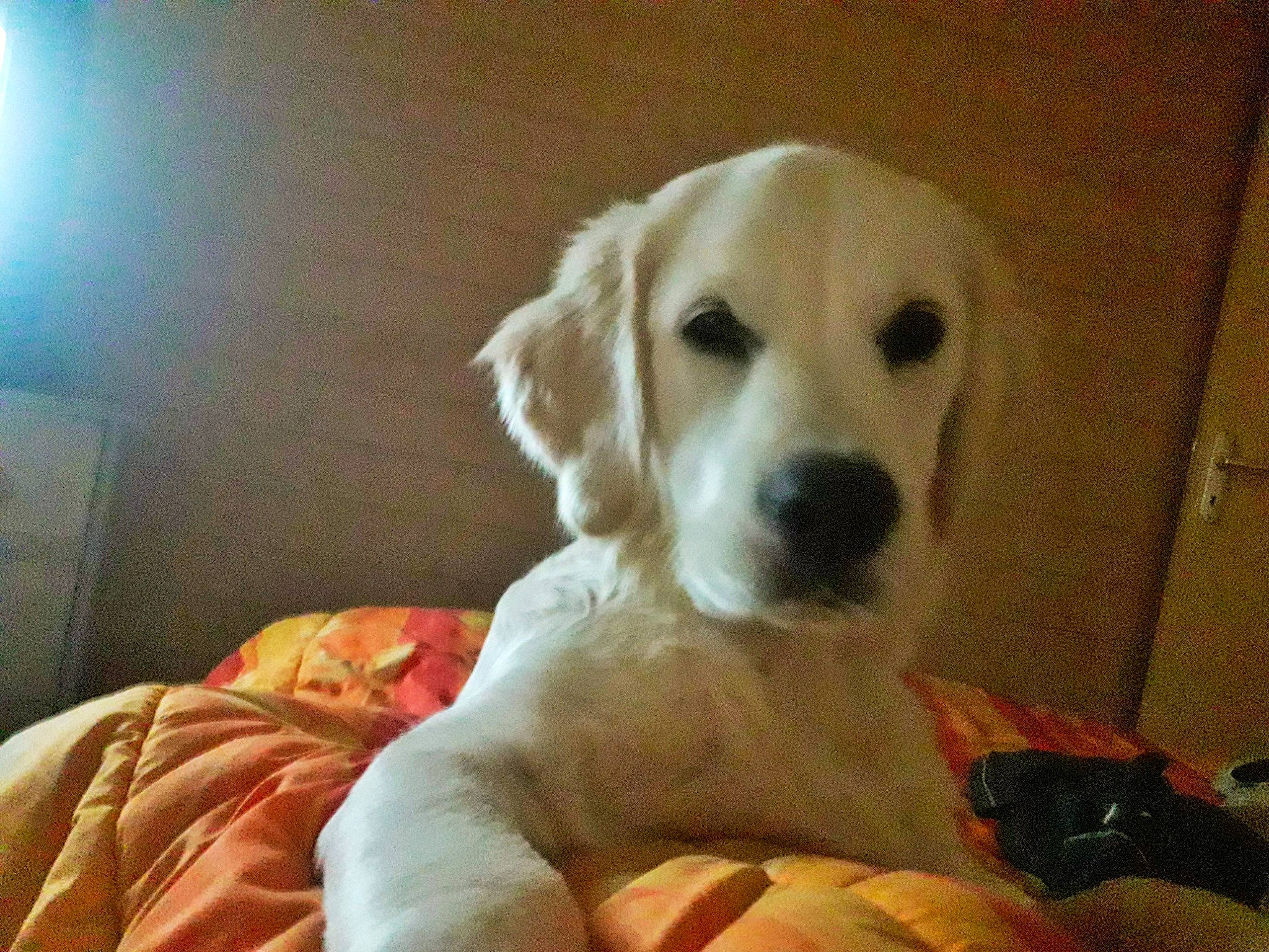 Choupette a rejoint le concours — aidez-le/la à gagner de superbes lots ! canidae, carnivore, comfort, companion_dog, dog, dog_breed, dog_supply, fawn, fur, paw, puppy_love, retriever, sporting_group, terrestrial_animal, whiskers, working_animal