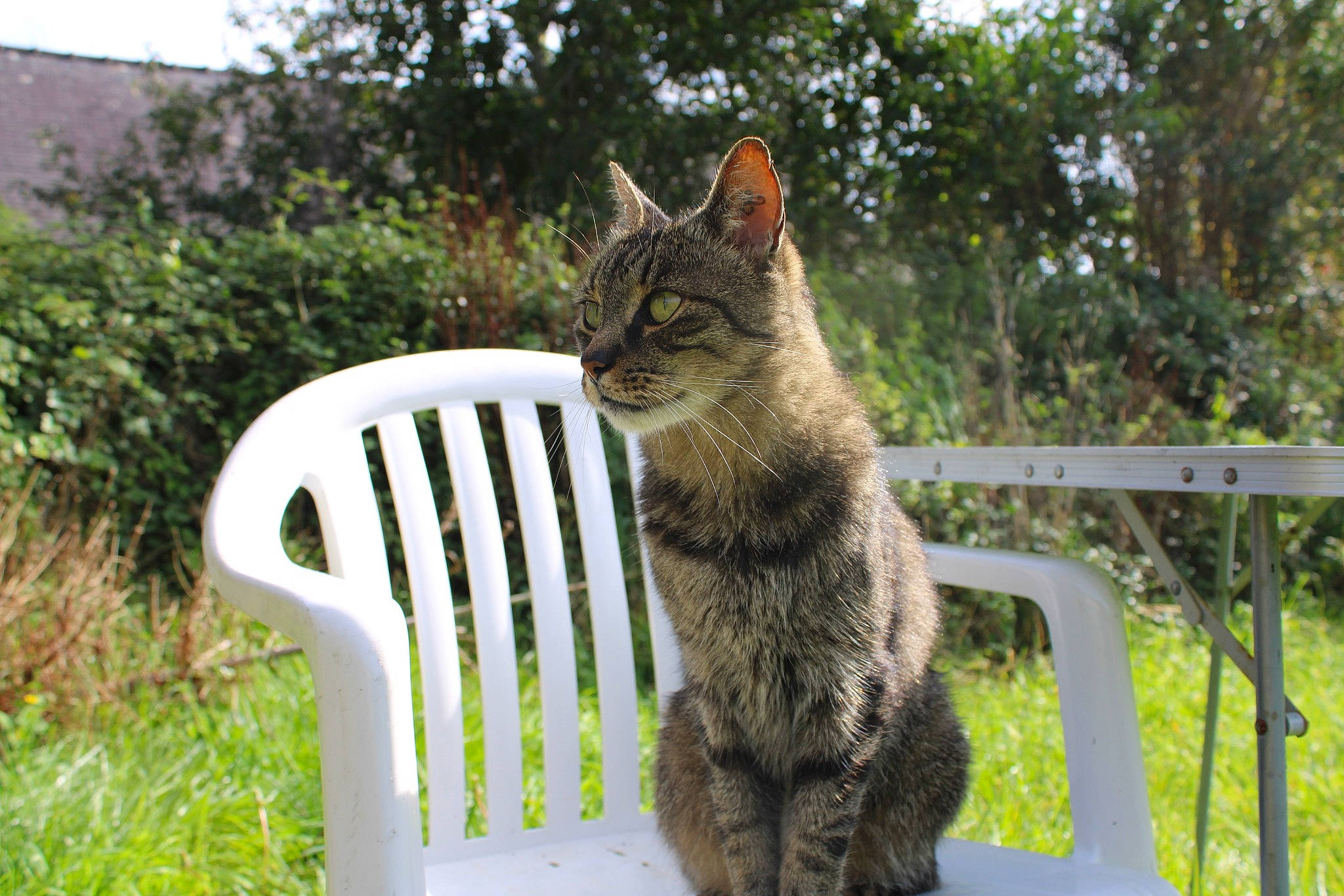 Marcelo a rejoint le concours — aidez-le/la à gagner de superbes lots ! carnivore, cat, chair, comfort, domestic_short_haired_cat, felidae, fur, grass, outdoor_furniture, plant, sitting, small_to_medium_sized_cats, snout, tail, terrestrial_animal, tree, whiskers, wildlife, window, wood