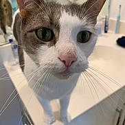 Frederick is registered to the contest to win money with this photo: animal, bathroom, cat, close_up, countertop, curious, domestic_cat, face, feline, gray_fur, green_eyes, indoor, mirror, pet, pink_nose, sink, toiletries, toothbrush, whiskers, white_fur