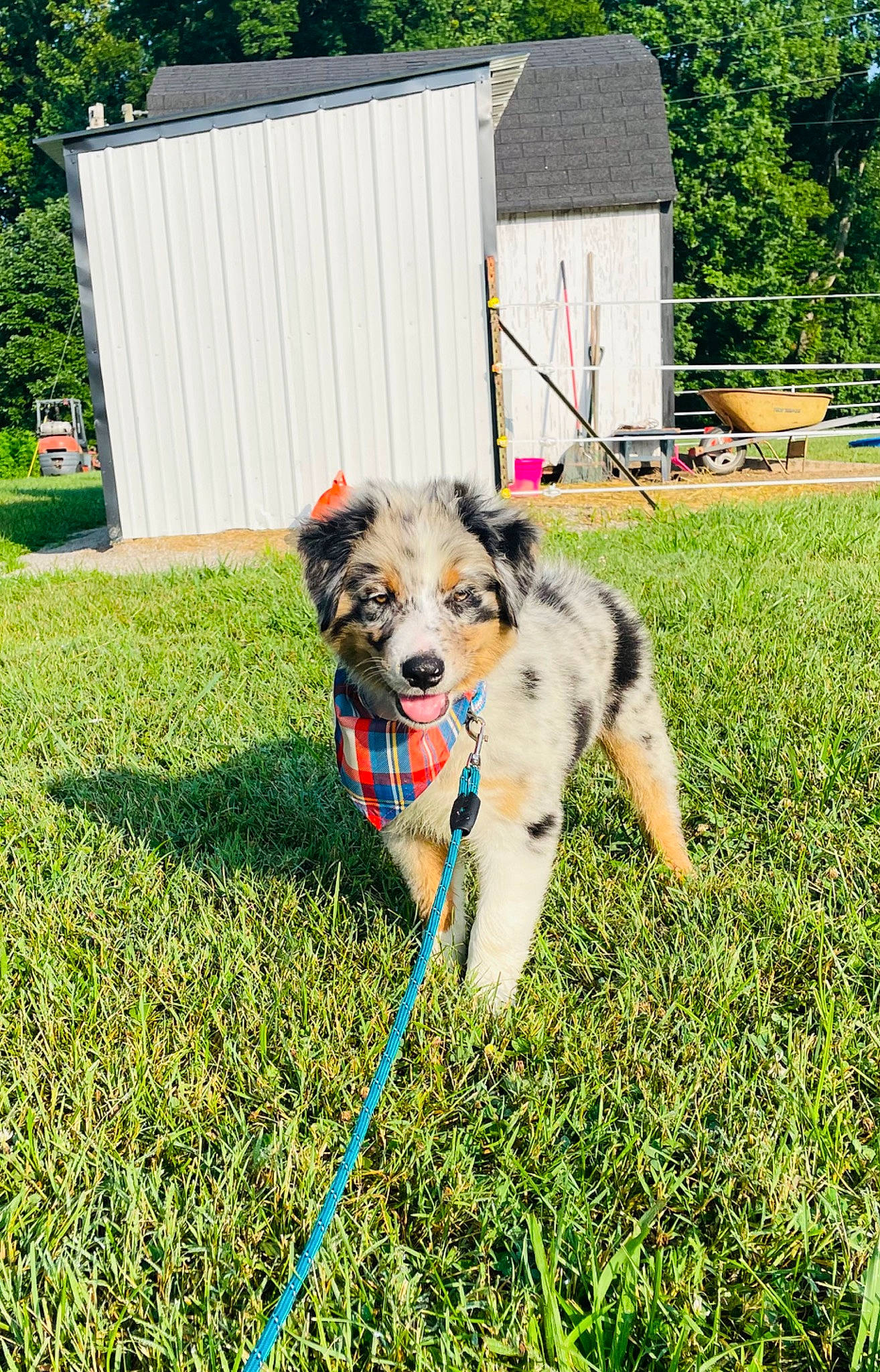 Banjo is registered to the contest to win money with this photo: building, carnivore, chair, collar, companion_dog, dog, dog_breed, dog_collar, dog_supply, fence, garden, grass, groundcover, herding_dog, house, plant, sporting_group, tree, working_dog, yard