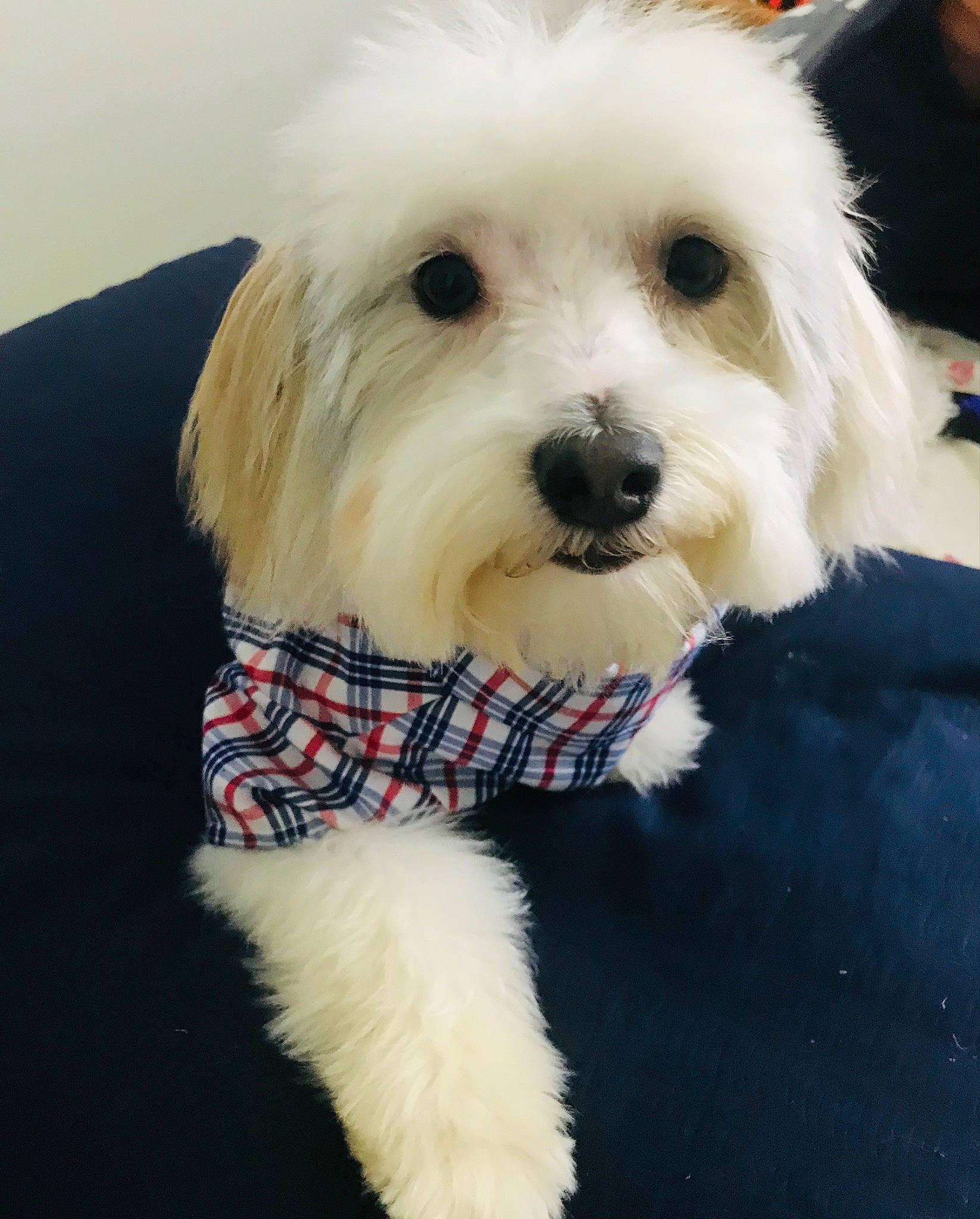 Skiper joined the competition — help win amazing prizes! canidae, carnivore, collar, companion_dog, dog, dog_breed, dog_clothes, dog_collar, dog_supply, fashion_accessory, fur, labradoodle, maltepoo, pattern, small_terrier, snout, sporting_group, terrier, toy_dog, working_animal