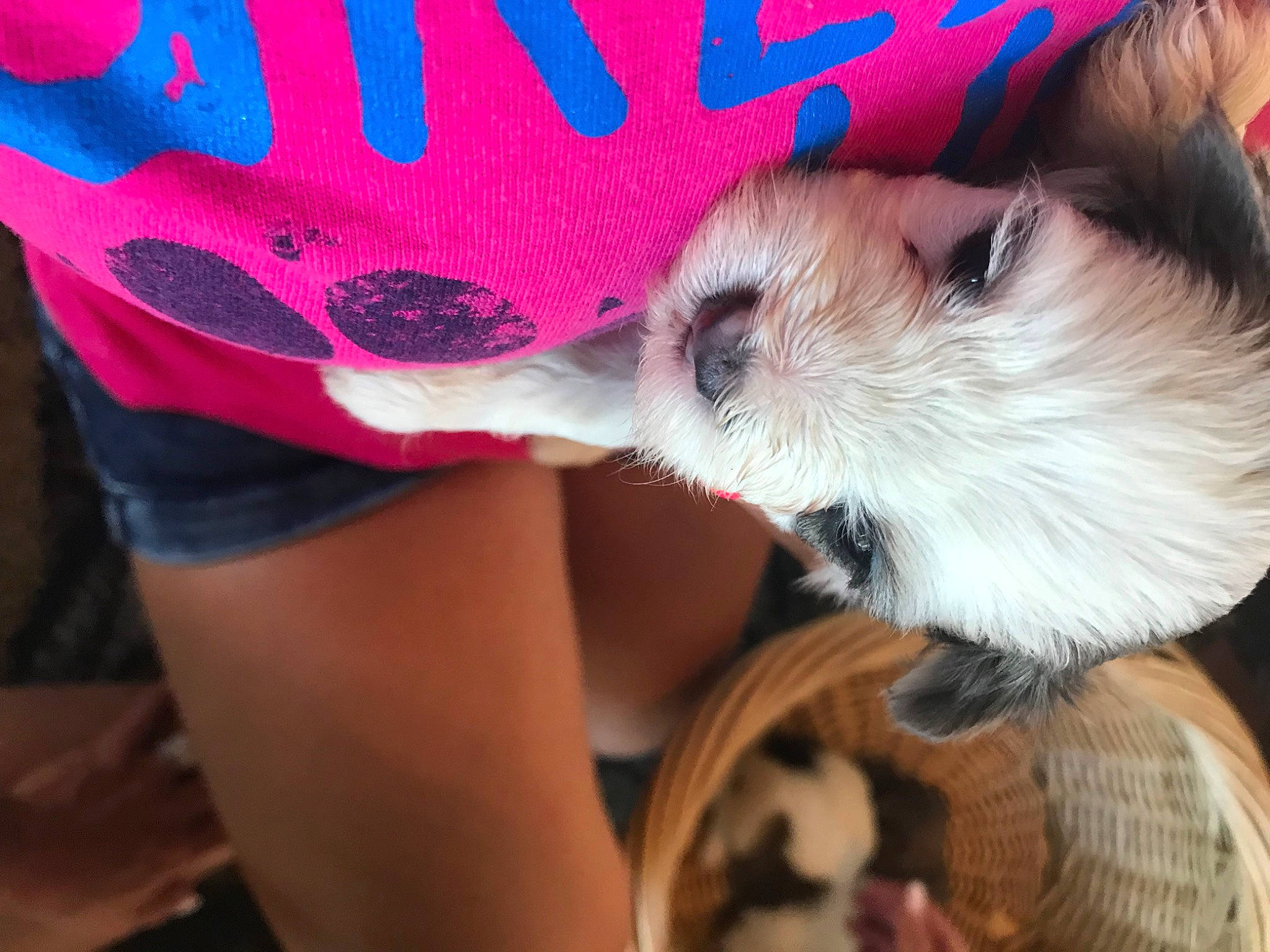 Skiper is registered to the contest to win money with this photo: bicycles_equipment_and_supplies, cap, carnivore, companion_dog, dog, dog_breed, dog_clothes, dog_supply, eyewear, fashion_accessory, fawn, happy, helmet, magenta, personal_protective_equipment, pink, sleeve, snout, toy_dog, whiskers