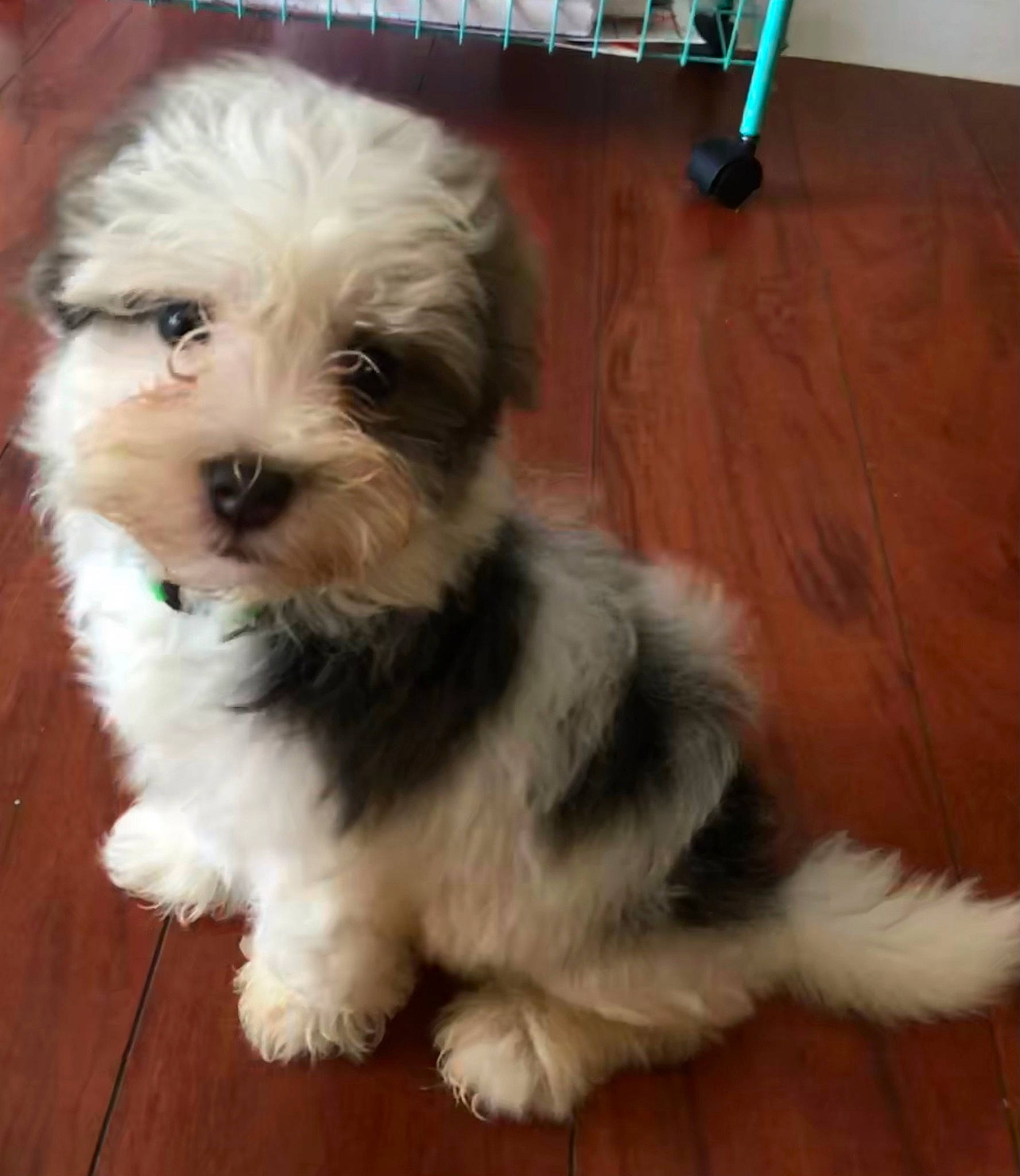 Skiper is registered to the contest to win money with this photo: carnivore, companion_dog, dog, dog_breed, flooring, fur, hardwood, maltepoo, shih_poo, small_terrier, snout, sporting_group, terrier, toy_dog, varnish, water_dog, wood, wood_flooring, wood_stain, working_animal